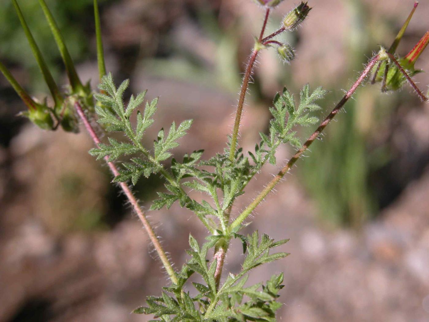 Storksbill leaf